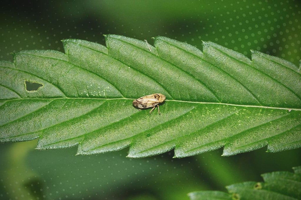 Cannabis and Leafhoppers: How to Identify and Treat