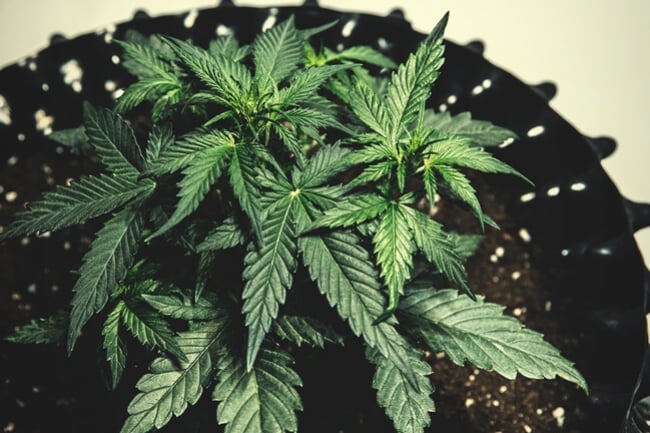 The Advantages Of Air Pruning Cannabis