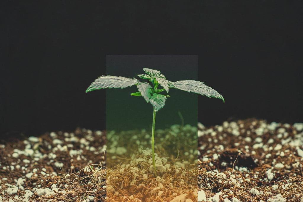 Cannabis Seed Germination — Troubleshooting Guide