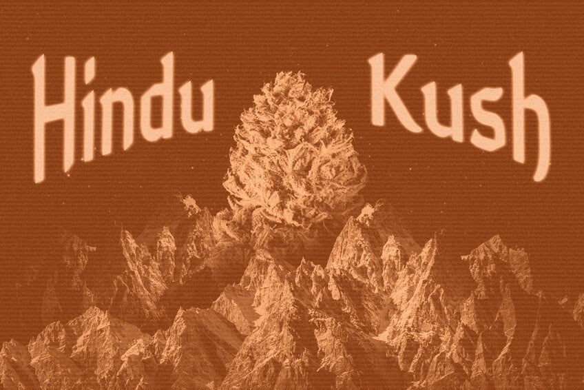 Origin and Legacy of Hindu Kush: A True Marijuana Titan