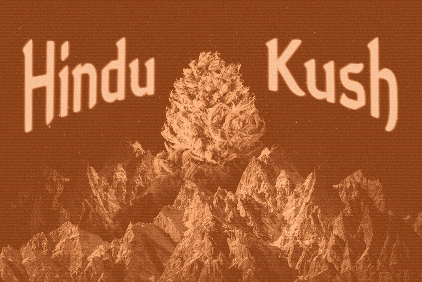 Origin and Legacy of Hindu Kush: A True Cannabis Titan   RQS