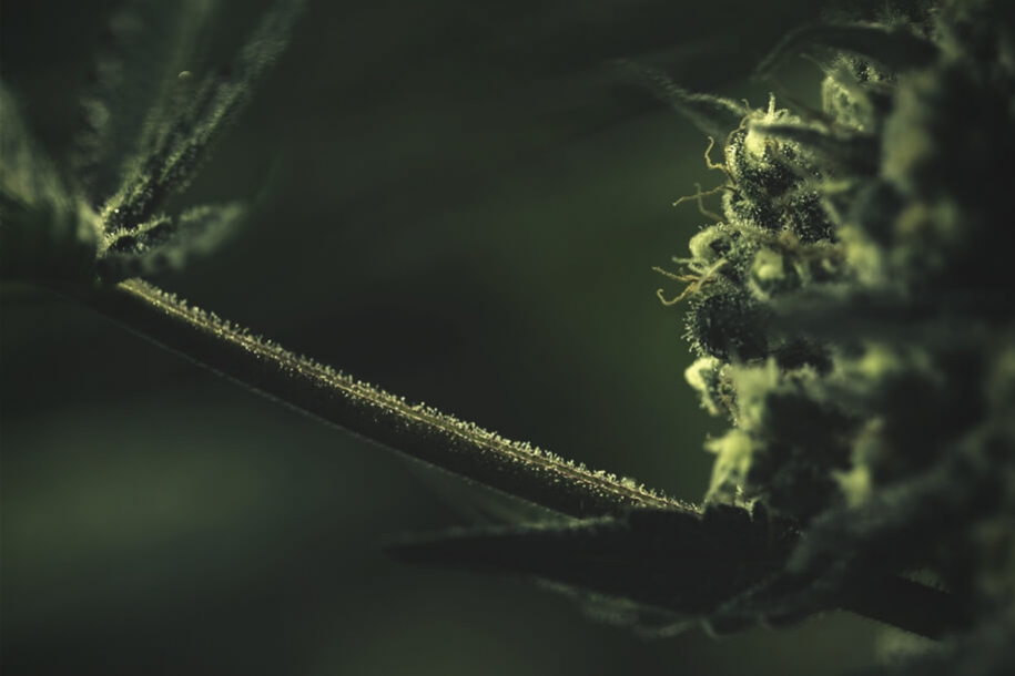 How Sugar Plays A Major Role In Growing Cannabis