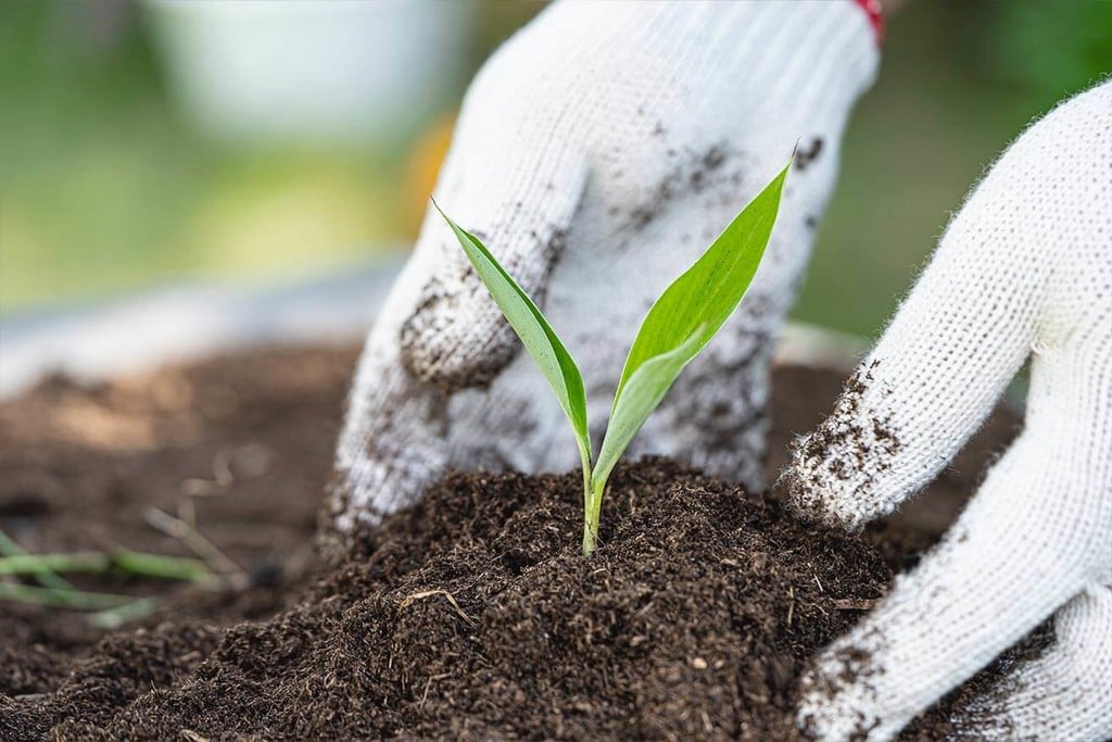 How Recycled Organic Living Soil (ROLS) Creates Great Weed