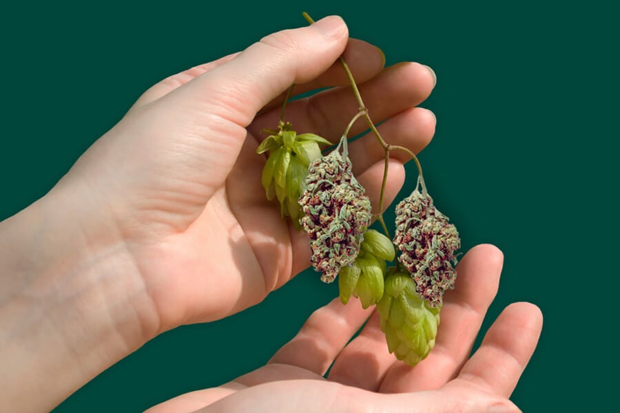 Hops and Cannabis: Cousins of the Cannabaceae