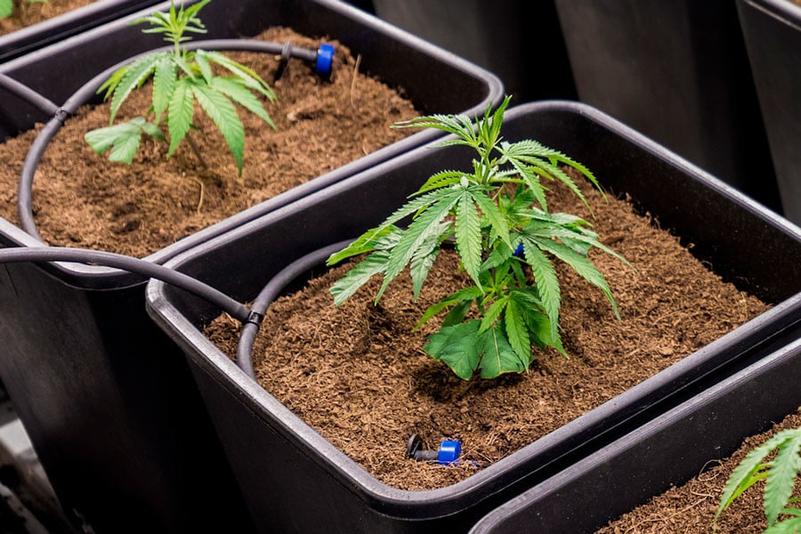 Fertigation Brings Precision To Cannabis Nutrient Application