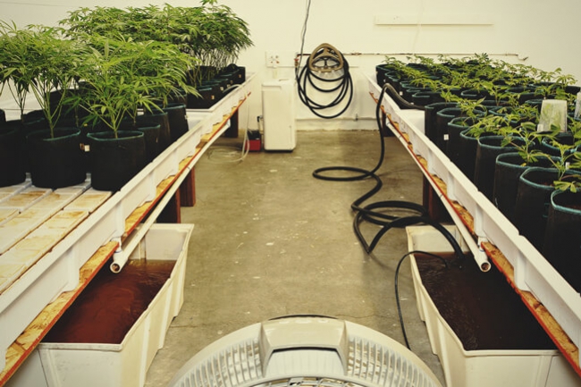 The Benefits of Nutrient Film Technique for Growing Cannabis