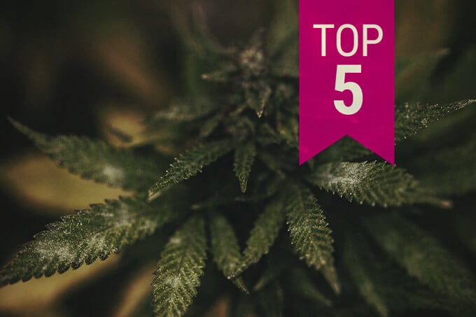 Top 5 Mould-Resistant Cannabis Strains