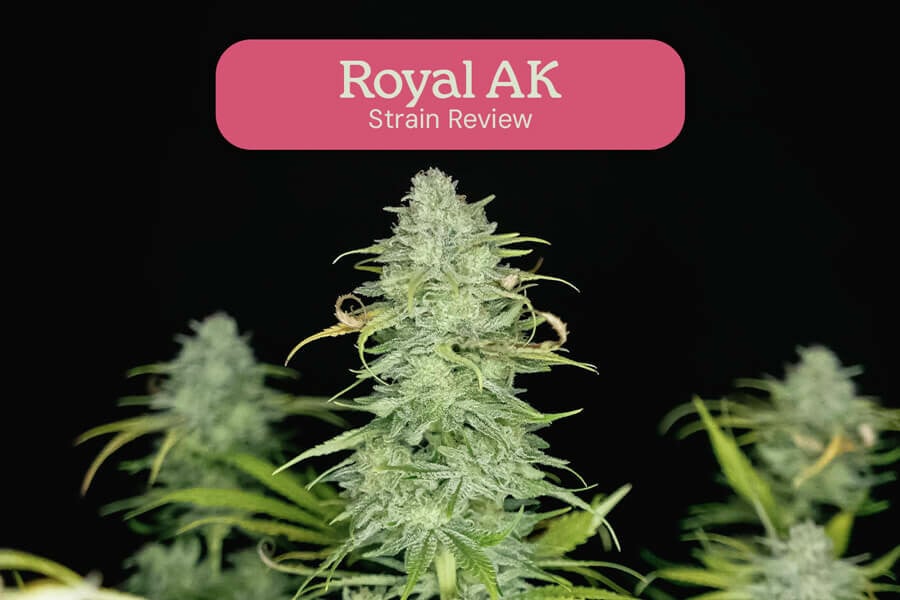 Learn All About AK-47, A True Classic Cannabis Strain