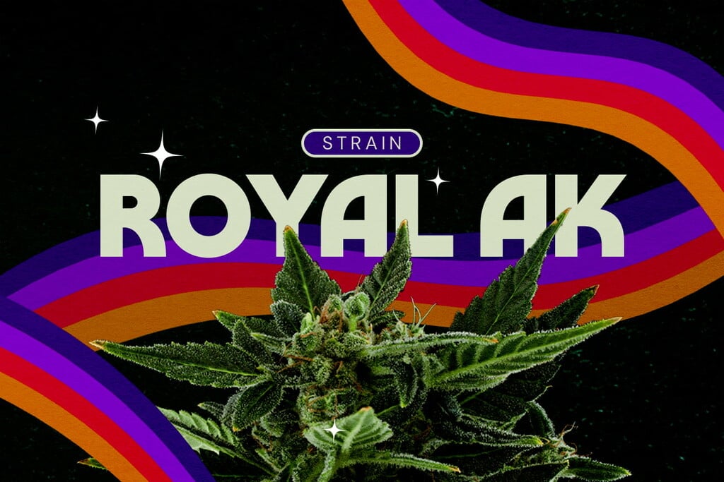 Royal AK Strain Review