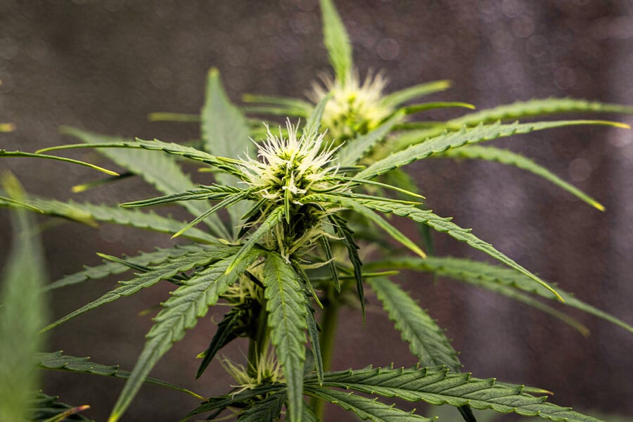 When To Switch Your Cannabis Grow From Vegetative To Flowering