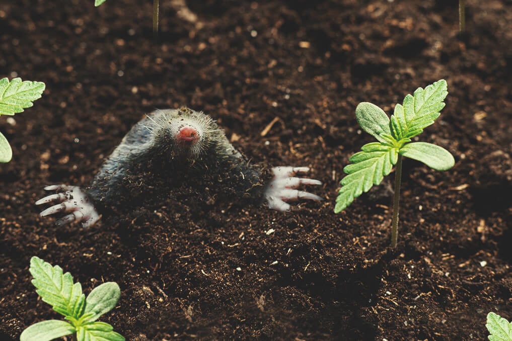 Gophers, Moles, And Your Outdoor Cannabis Garden