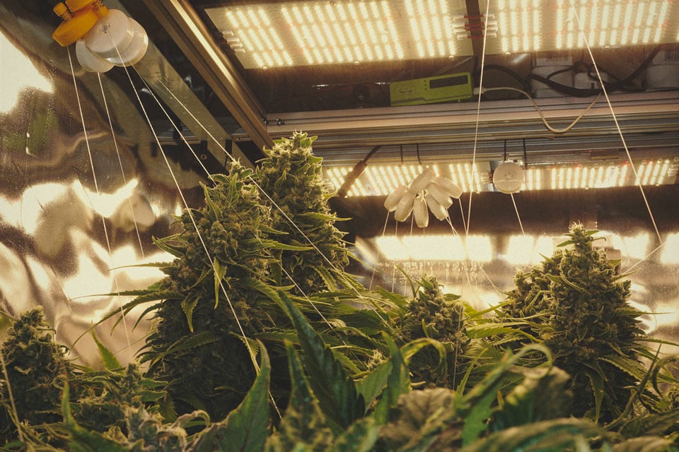 Best Ways To Support Large Cannabis Buds Indoors and Outdoors