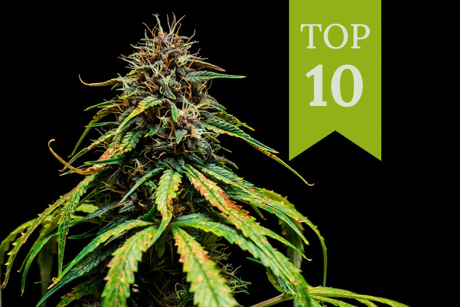 Top 10 Best-Tasting Weed Strains