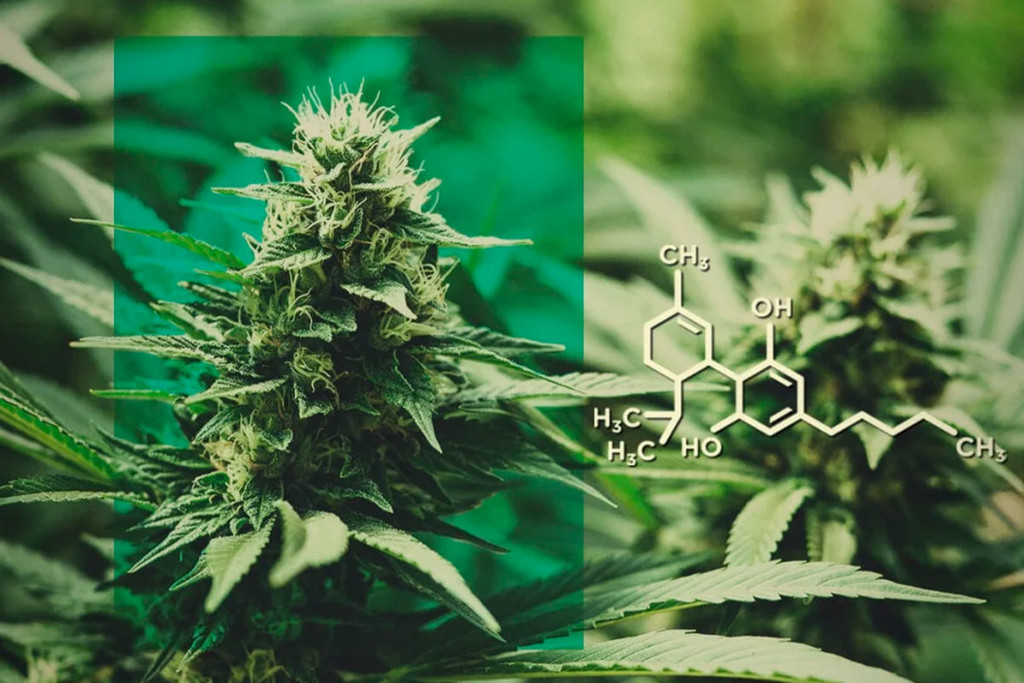 CBD Flower: Dose CBD Without The THC - RQS Blog