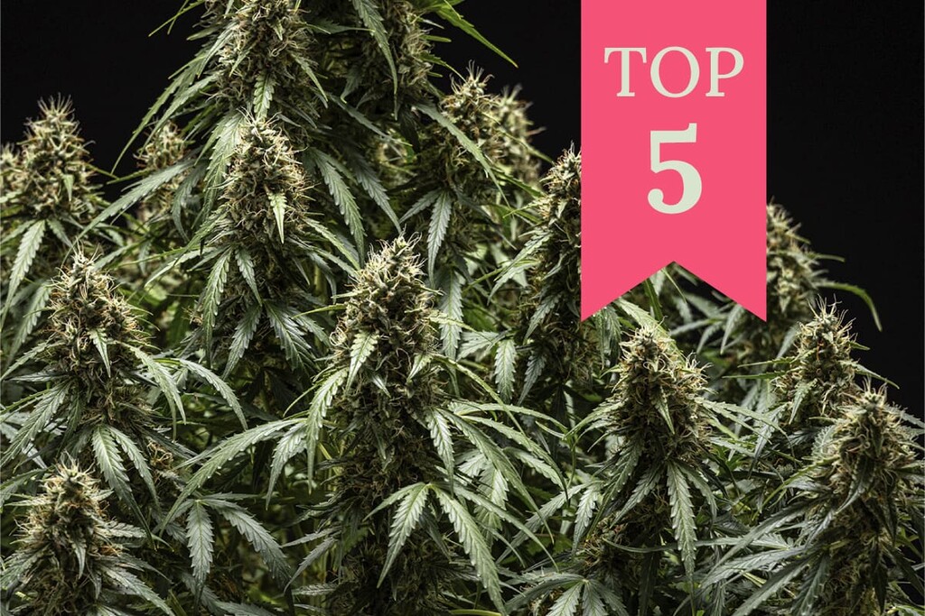 Top 5 Cannabis Strains for Focus