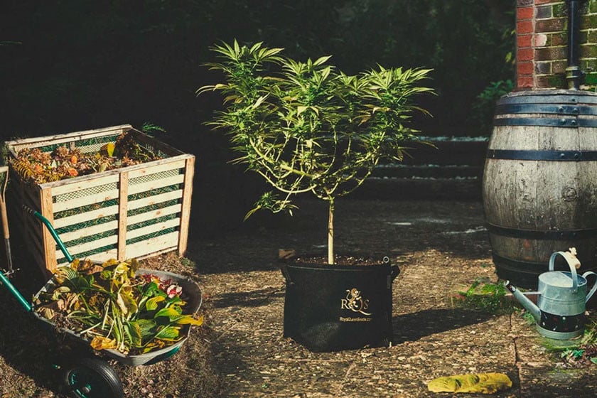 Growing Cannabis With Sustainable Practices