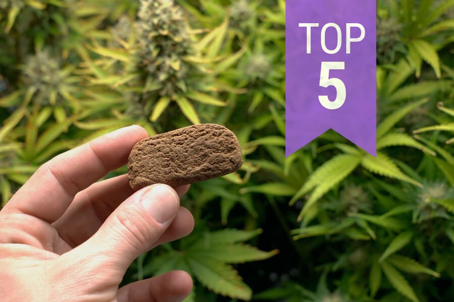 Top 5 Cannabis Strains for Making Hash