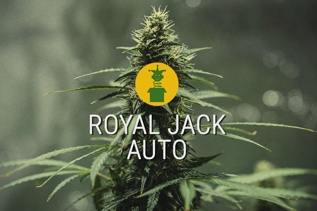 Royal Jack Automatic: Legendary Sativa Turned Auto