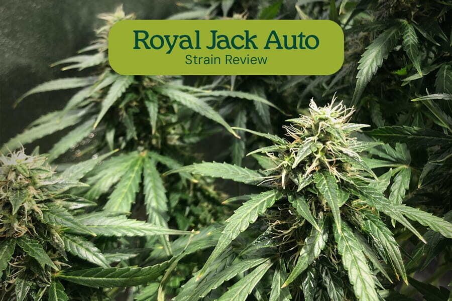 Royal Jack Automatic: Legendary Sativa Turned Auto