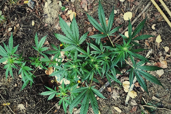 All You Need To Know About Guerrilla Growing Cannabis