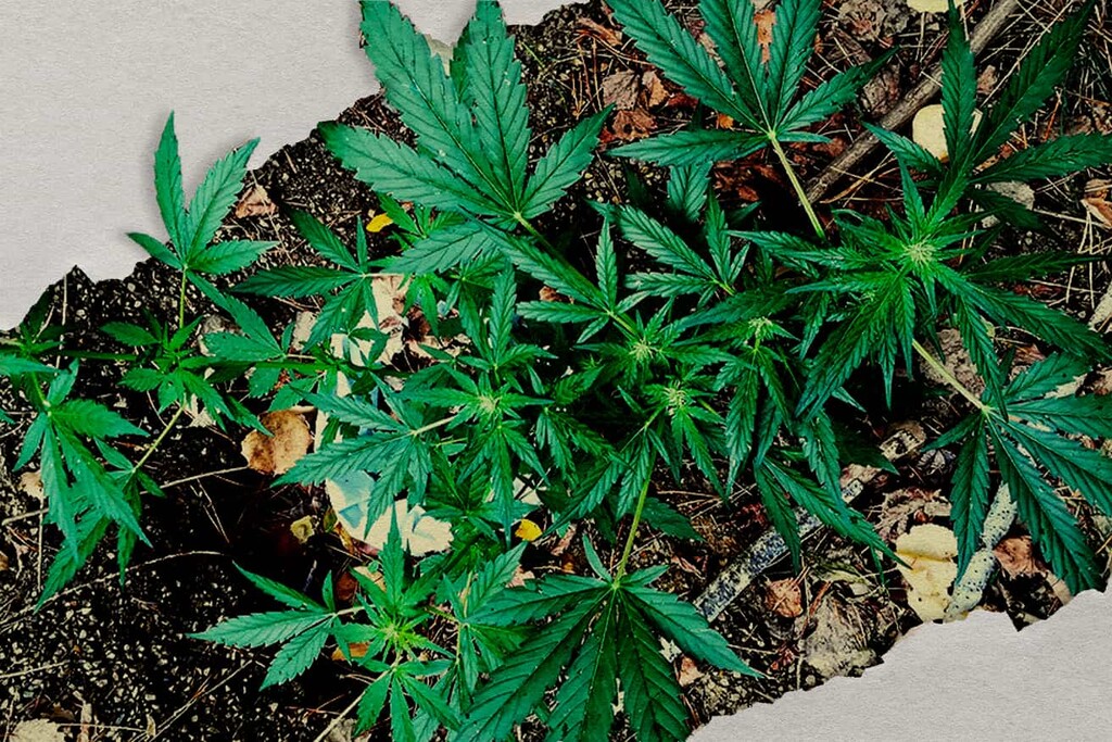 Guerrilla Cannabis Growing: How to Grow Weed Outdoors Stealthily