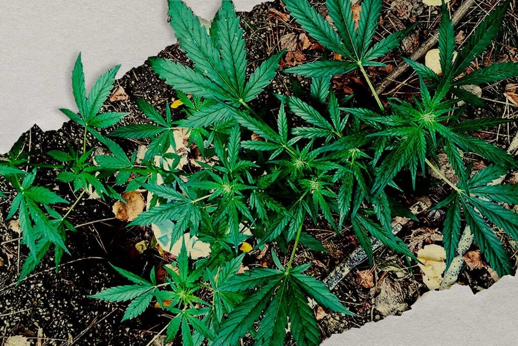 Guerrilla Cannabis Growing: How to Grow Weed Outdoors Stealthily