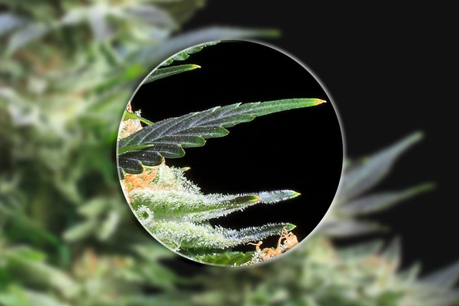 Microscopes Give You A Closer Look At Cannabis Plants
