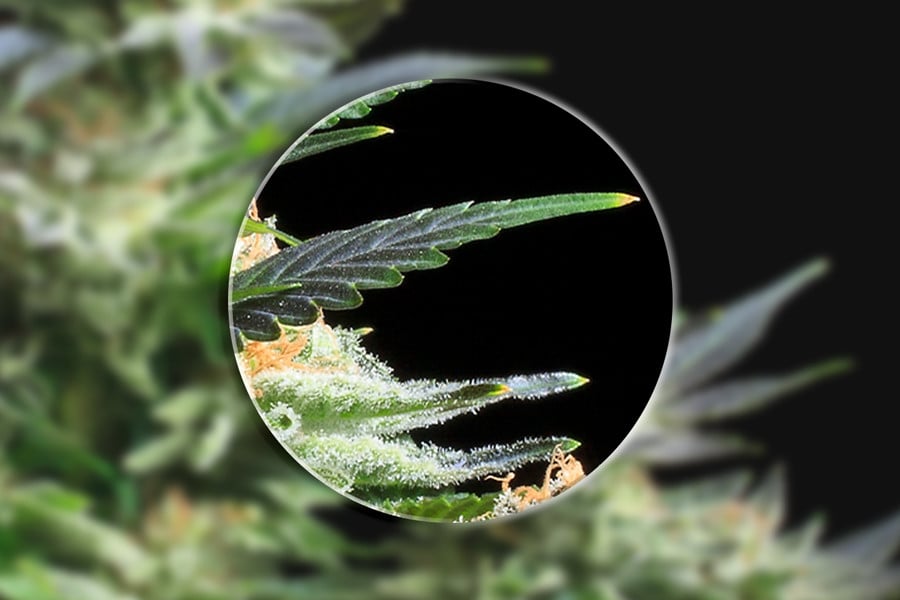 SmartPhone Trichome Scope - Easiest way to check on Trichome Maturity 