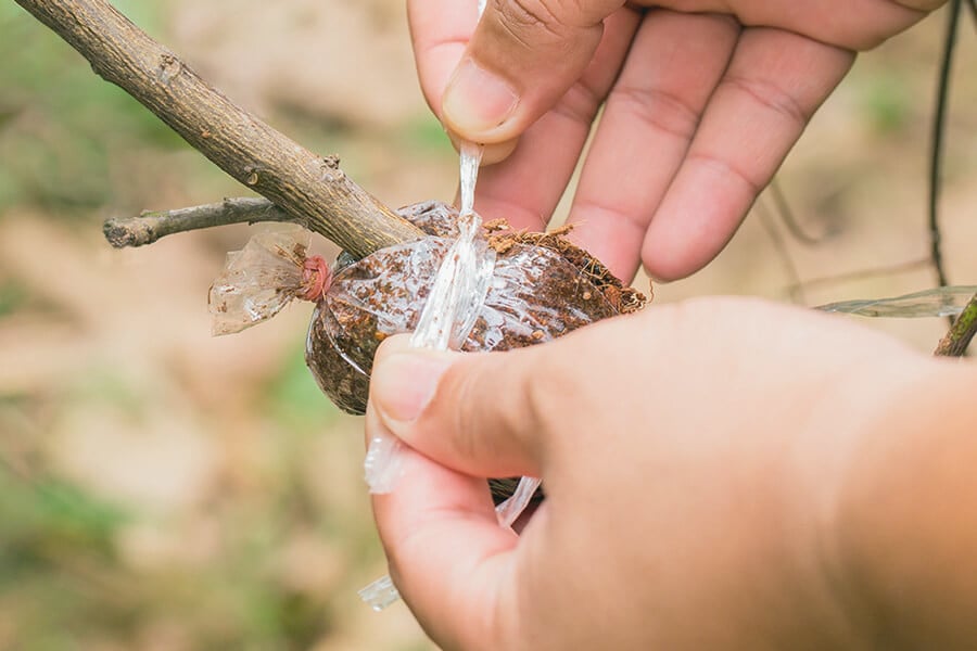 How to Air Layer Cannabis in 7 Simple Steps