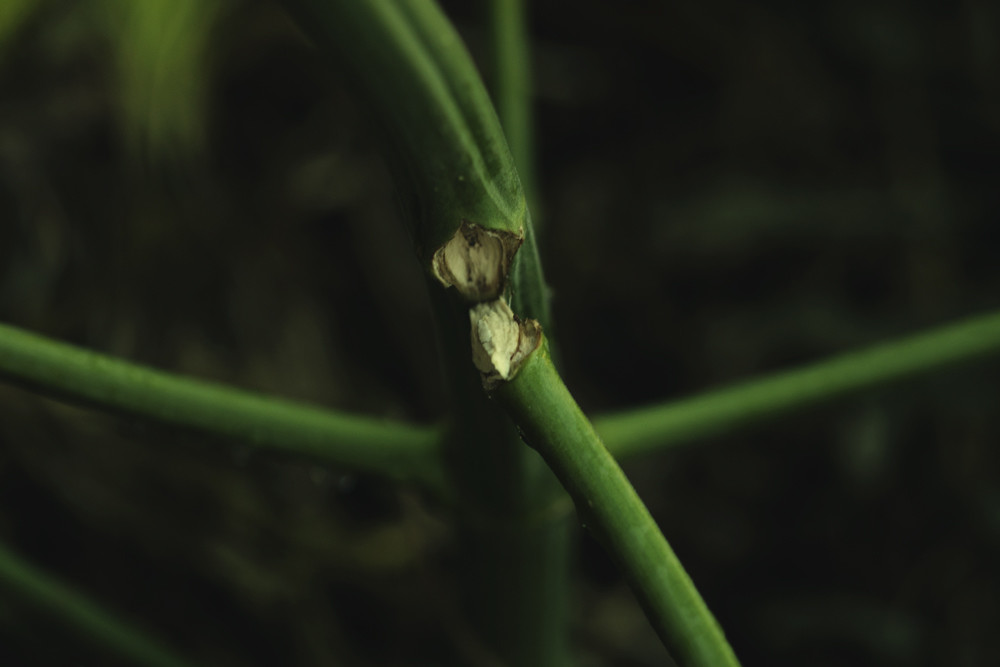 How To Fix Broken And Bent Cannabis Stems