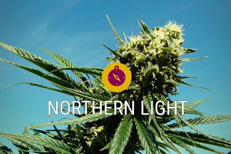 Northern Lights Strain - The Sticky Bud And Extracts Online Shop