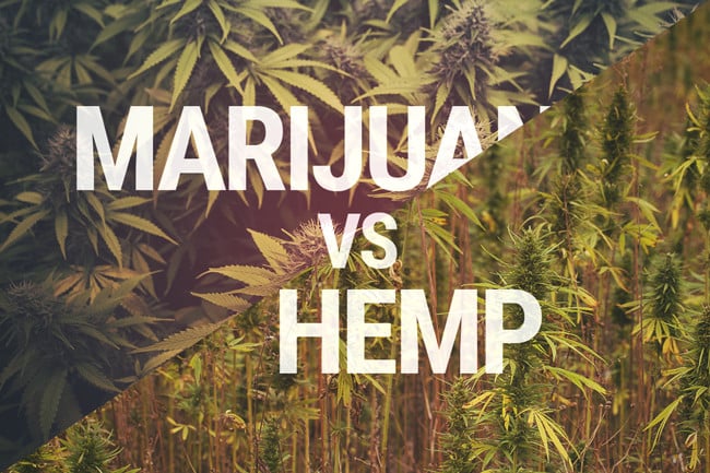 The Marijuana Vs. Hemp Debate: What's The Real Difference?