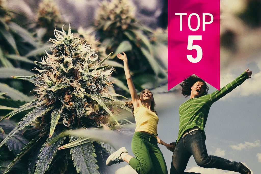 Top 5 Most Energising Weed Strains