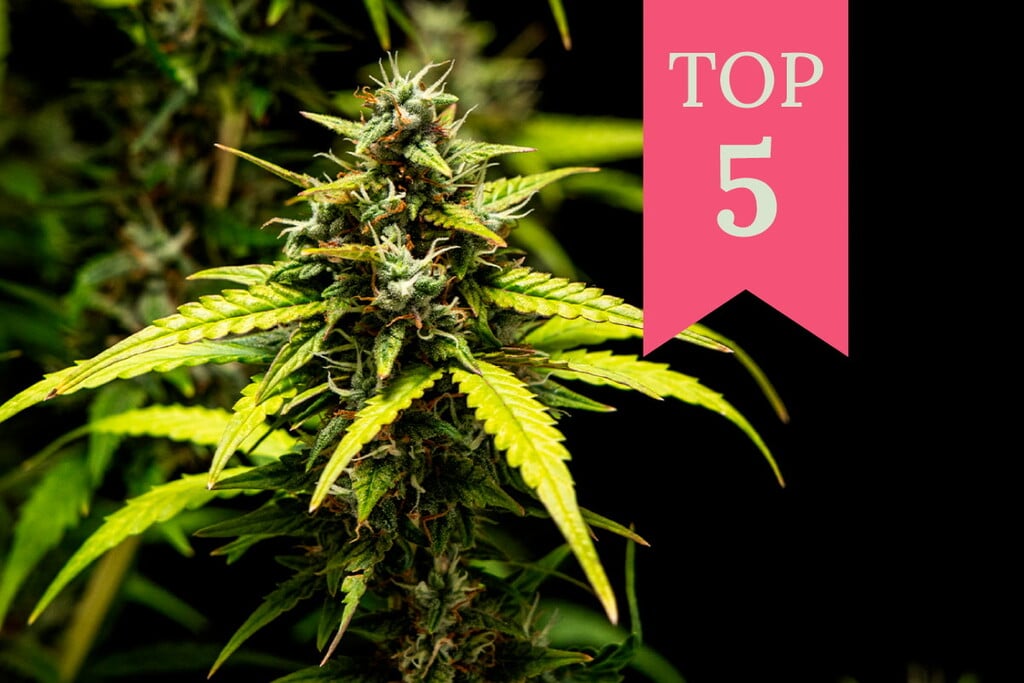 Top 5 Cannabis Strains for Unlimited Energy