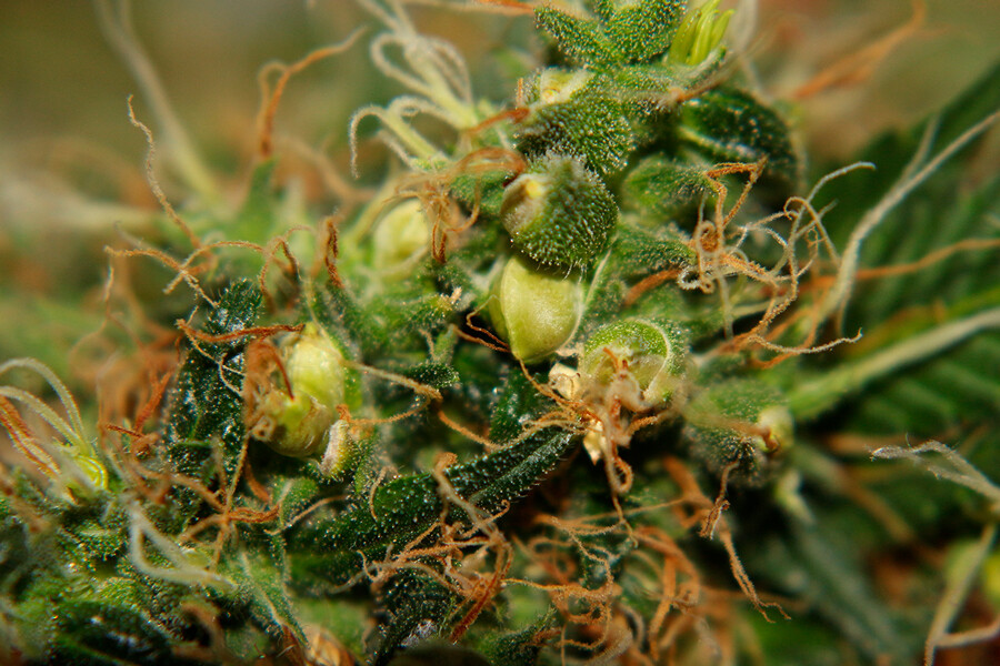 How To Make Feminised Cannabis Seeds Like The Pros