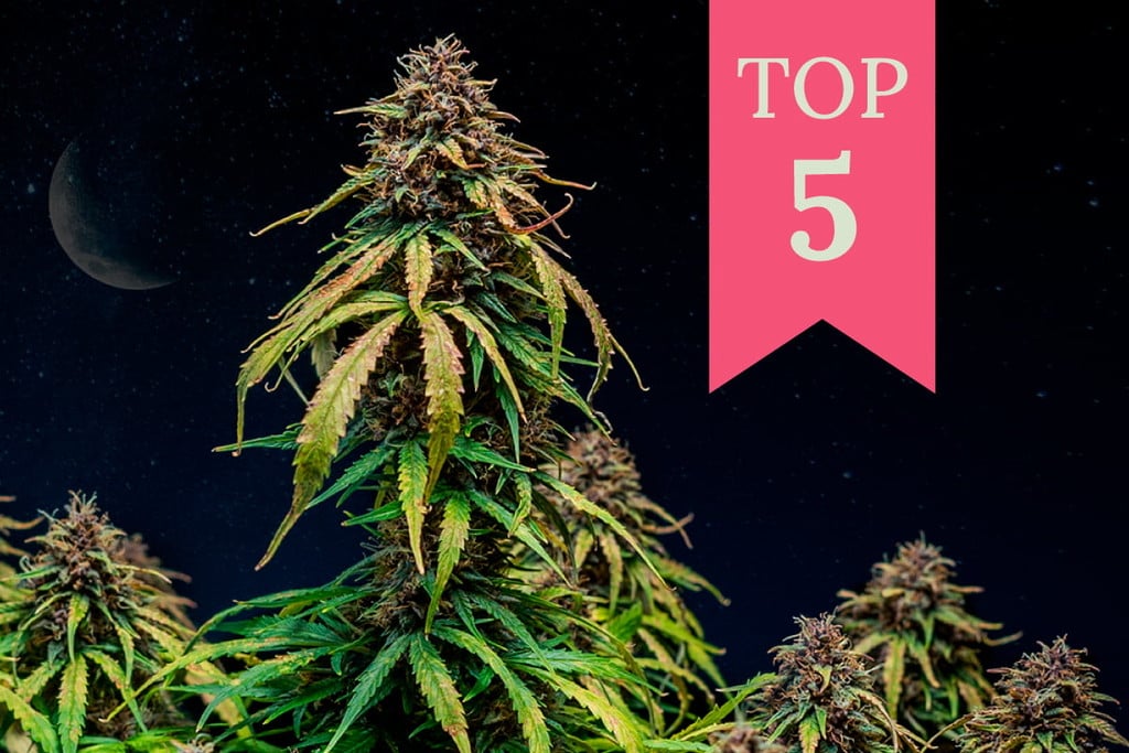 Top 5 Relaxing Weed Strains for After Work