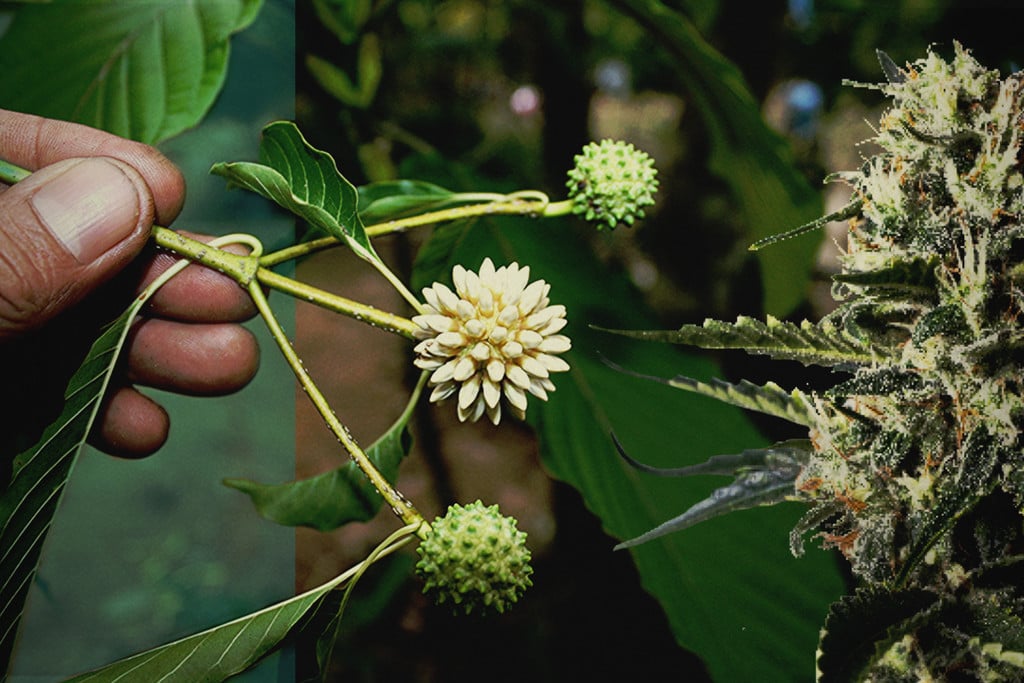 Kratom vs CBD: Discover the Differences