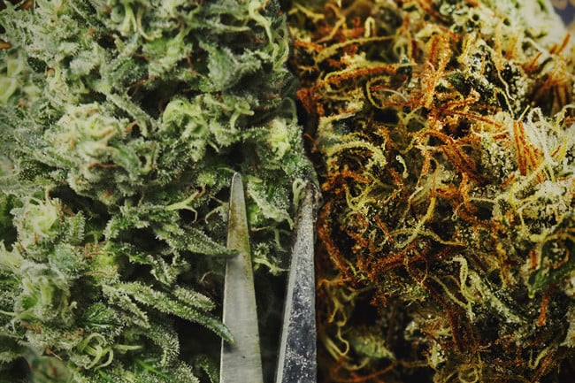 Should You Hand Trim Or Machine Trim Your Cannabis?