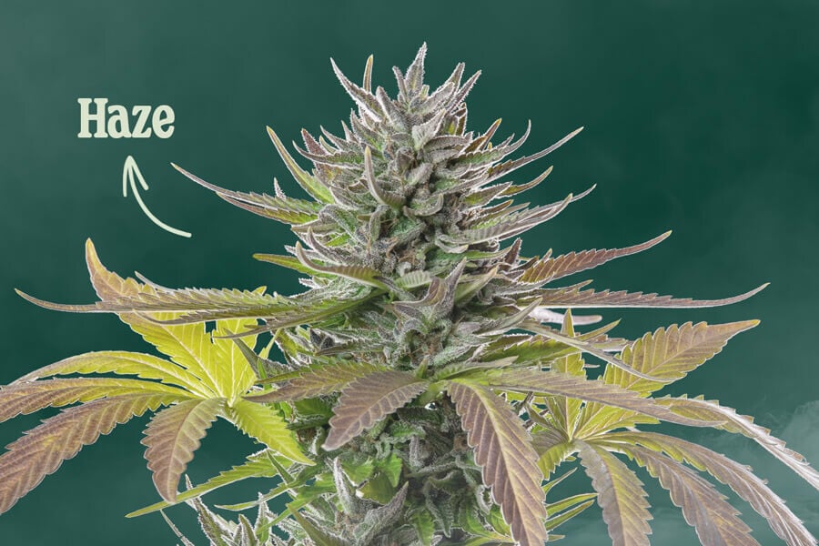 What is Haze cannabis ?