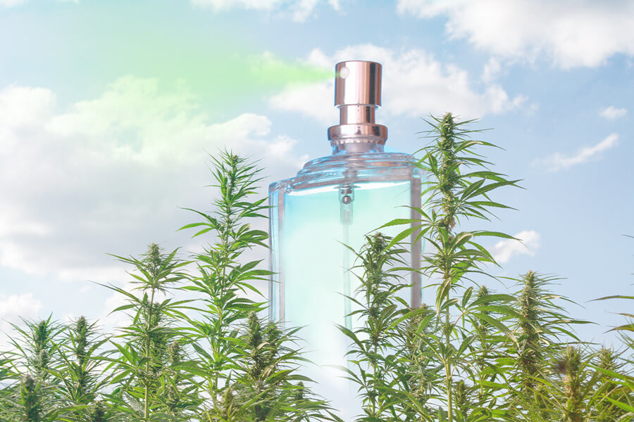 Cannabis Perfume: A Blossoming Fragrance Product