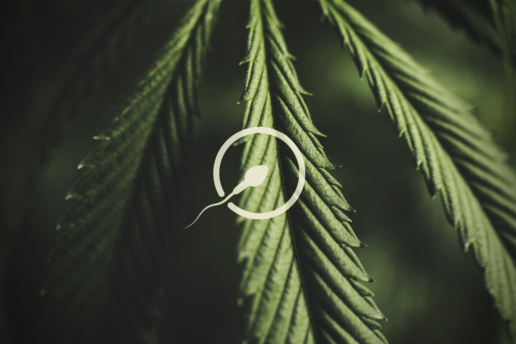 Cannabis and Fertility: What You Need To Know