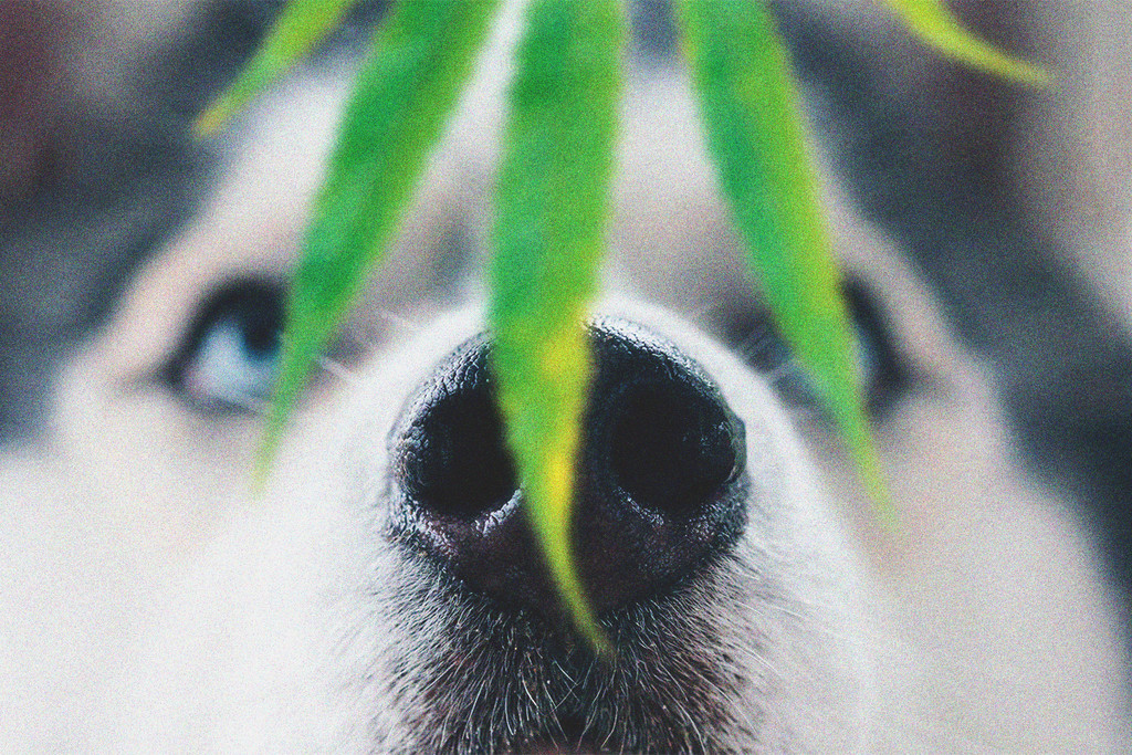 Pets And Cannabis Toxicity: What To Do If Your Dog Eats Weed - RQS Blog