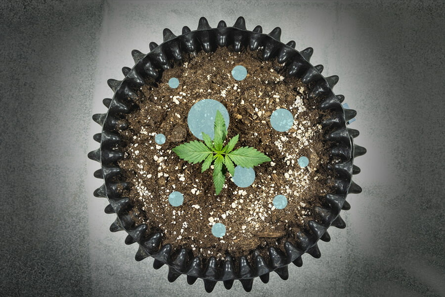 Lactic Acid Bacteria: A Probiotic for Cannabis Plants