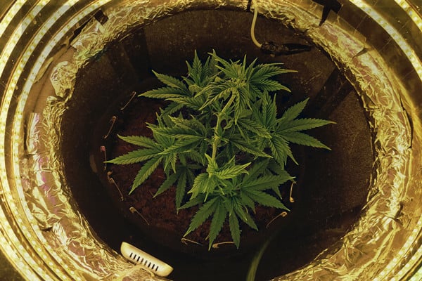A Beginner's Guide To Growing Cannabis In A Space Bucket