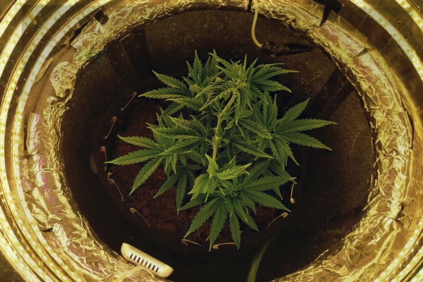 Beginner's Guide on How to Grow Marijuana Indoors (with Pictures