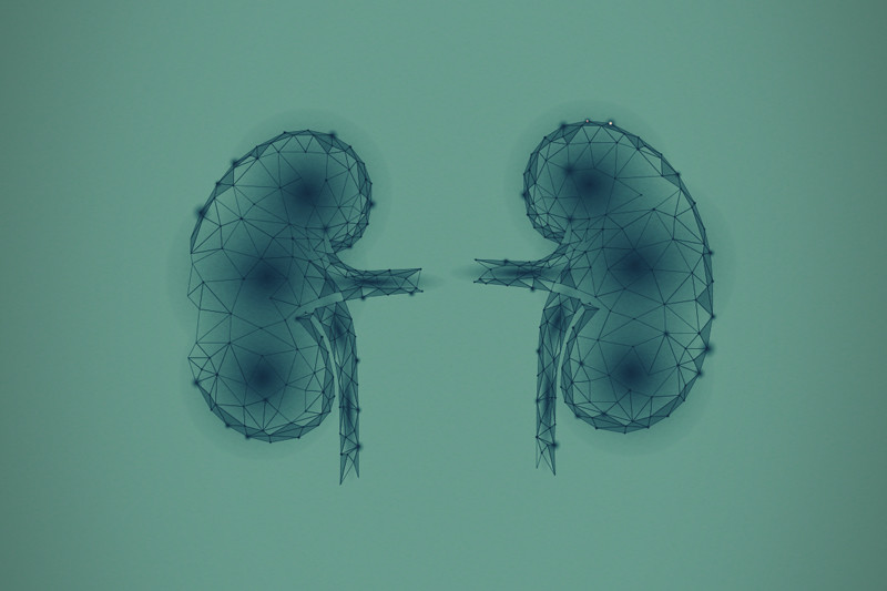 The Science of Cannabinoids and Kidney Diseases