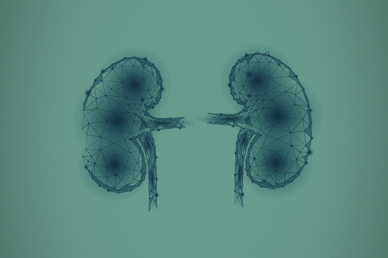 The Science of Cannabinoids and Kidney Diseases