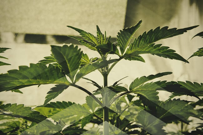 Growing Cannabis As Fast As Possible: What You Need To Know