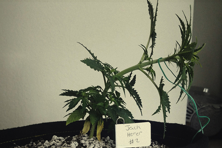 11 Cannabis Training Mistakes To Avoid