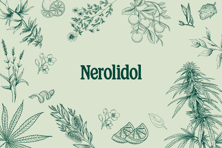 Cannabis terpenes: Nerolidol—A Versatile Sesquiterpene